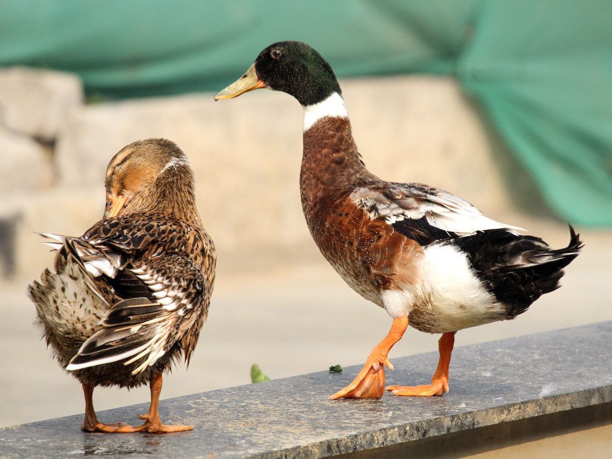 duck sp. - ML646385719