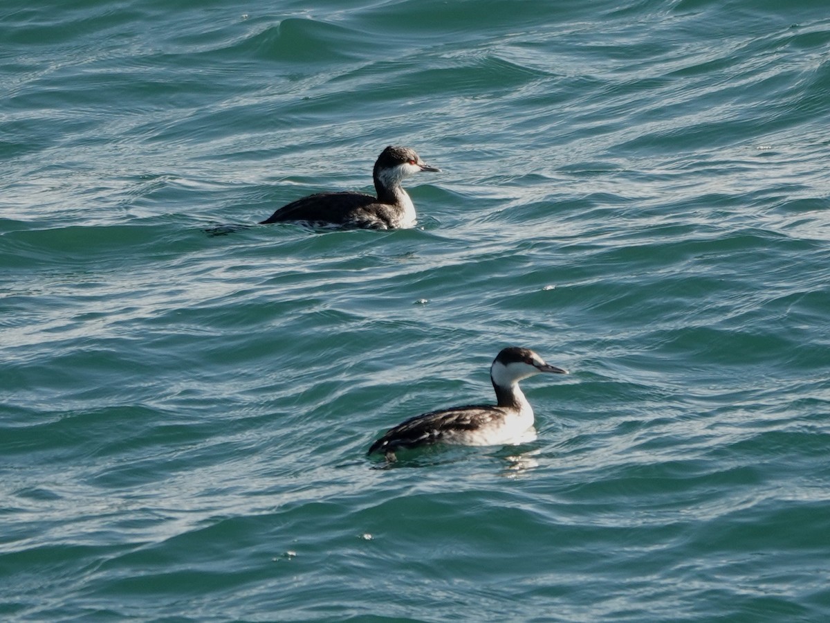 Txilinporta urrebelarria - ML646385720