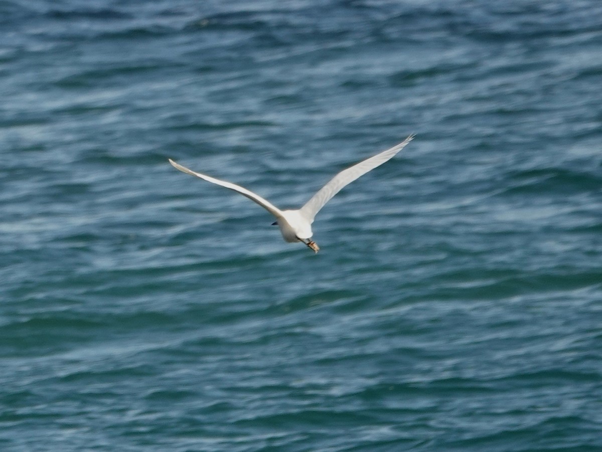 Snowy Egret - ML646385722