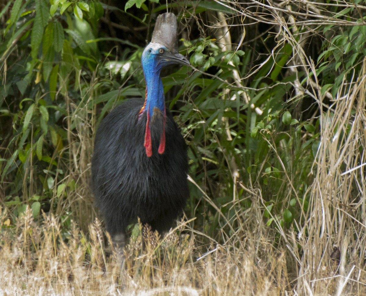 toflikkasuar - ML646385723