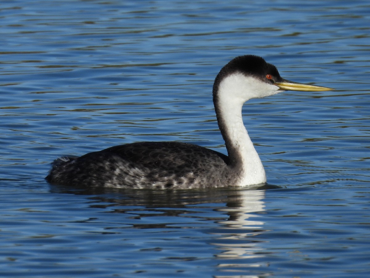 Western Grebe - ML646385732