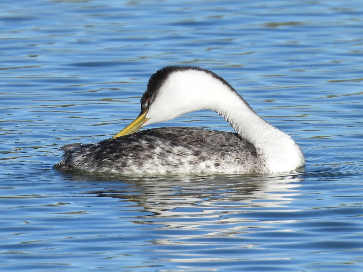 Western Grebe - ML646385733