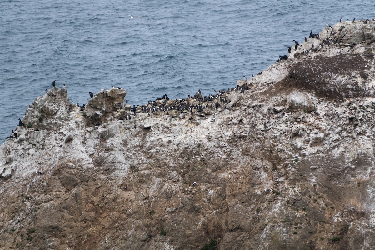 Тонкоклювая кайра - ML646385746