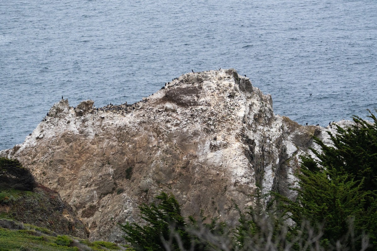 Тонкоклювая кайра - ML646385747