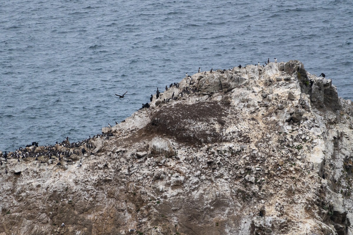 Тонкоклювая кайра - ML646385748