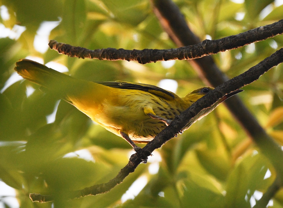 African Golden Oriole - ML646385754