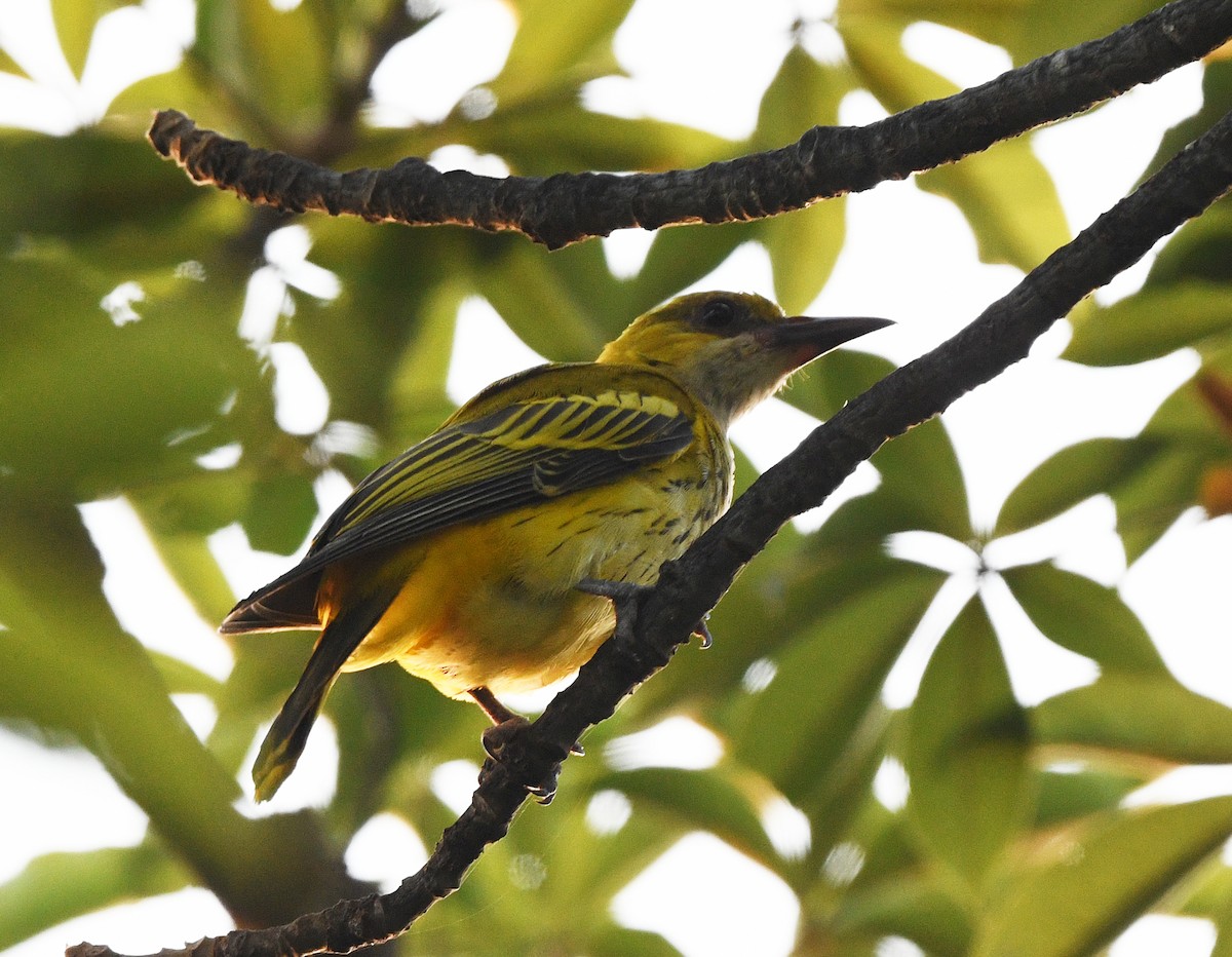 African Golden Oriole - ML646385755