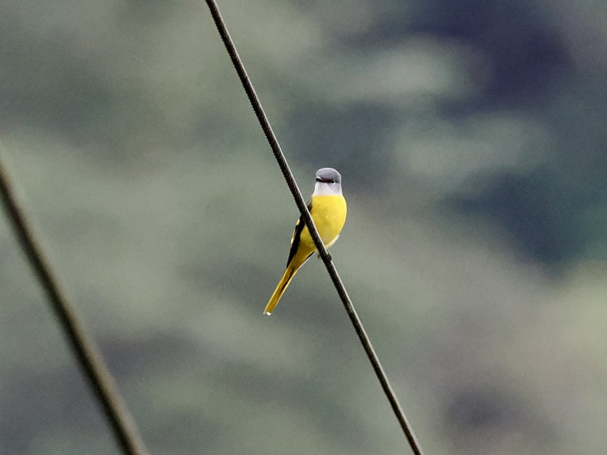 Graukehl-Mennigvogel - ML646385763