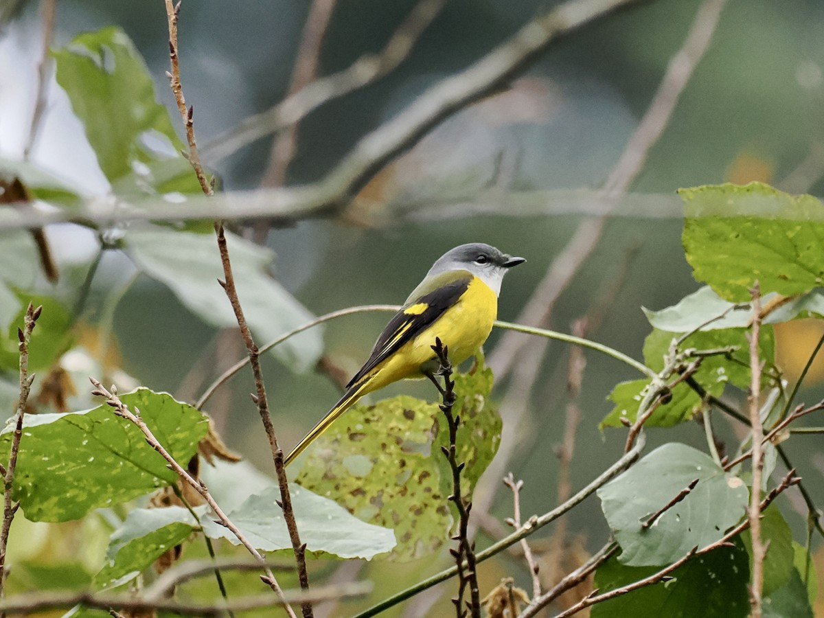 Graukehl-Mennigvogel - ML646385764