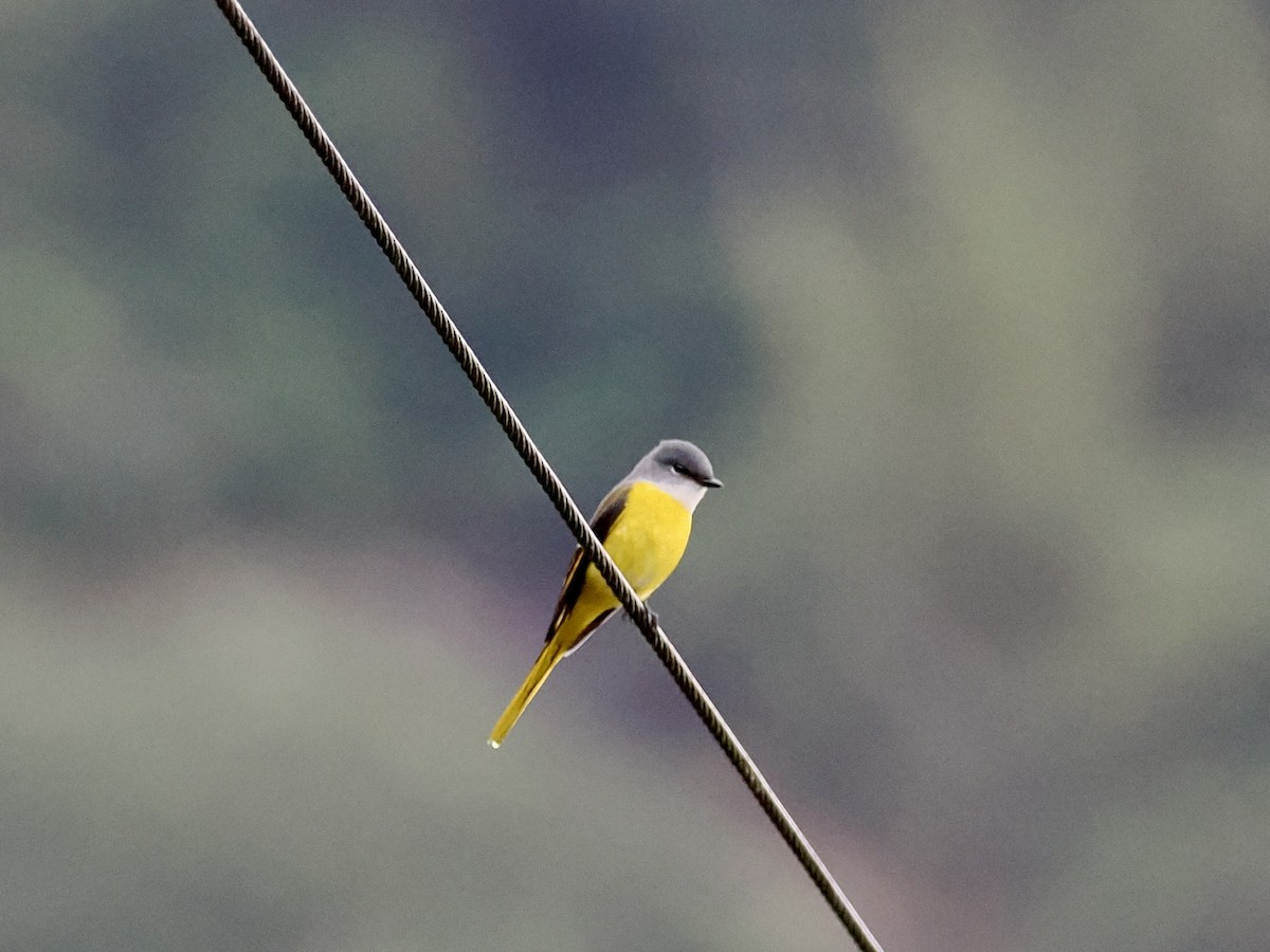 Graukehl-Mennigvogel - ML646385765