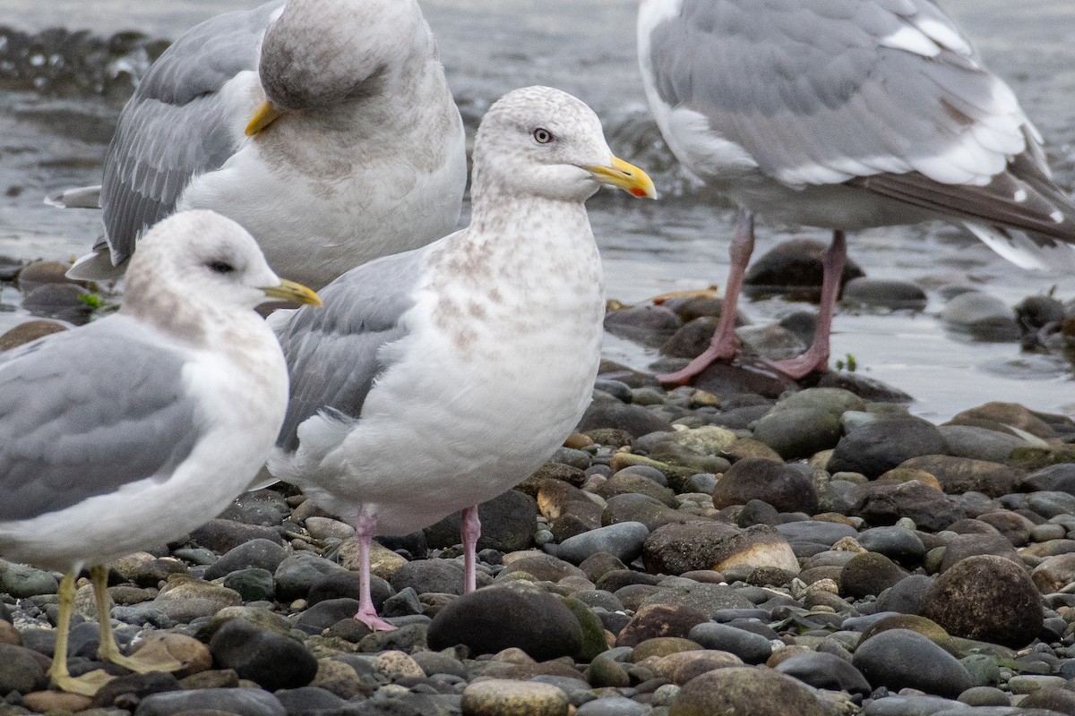 Iceland Gull (Thayer's) - ML646385766