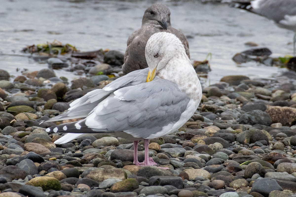 Iceland Gull (Thayer's) - ML646385767