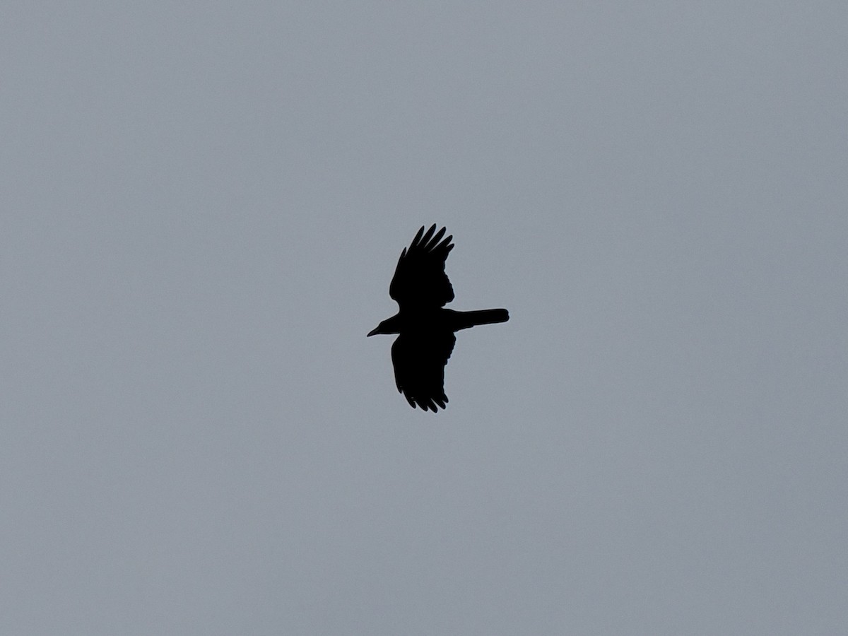 Large-billed Crow - ML646385770