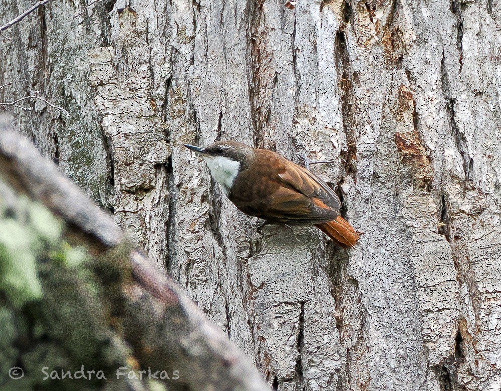 White-throated Treerunner - ML646385773