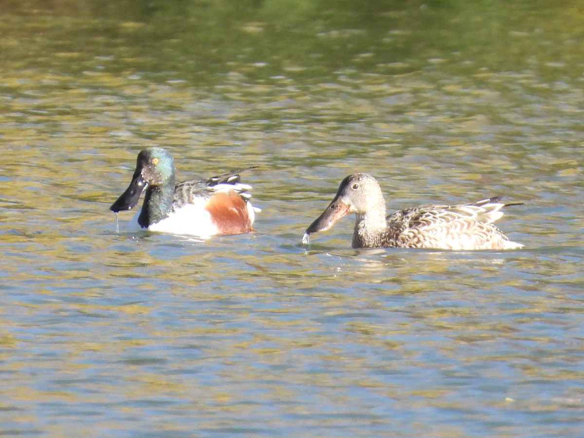 Northern Shoveler - ML646385775