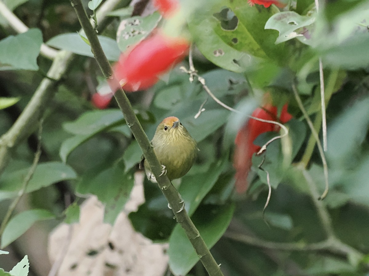 Rufous-capped Babbler - ML646385777