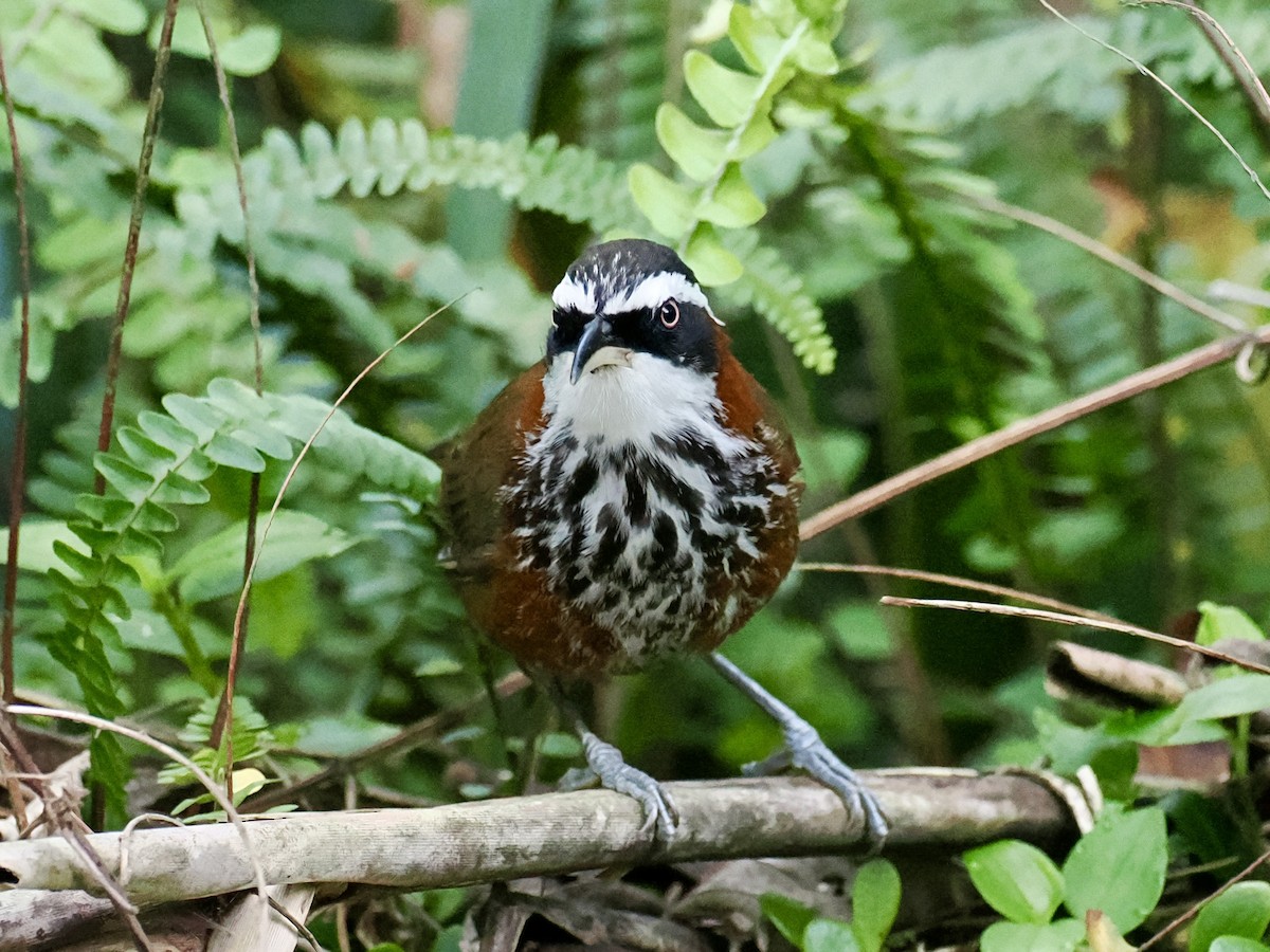 Taiwan Scimitar-Babbler - ML646385782