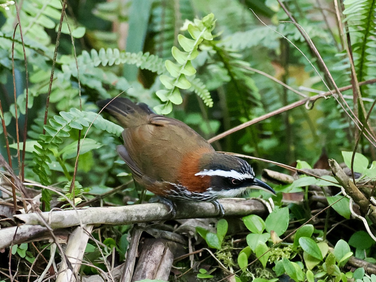 Taiwan Scimitar-Babbler - ML646385783