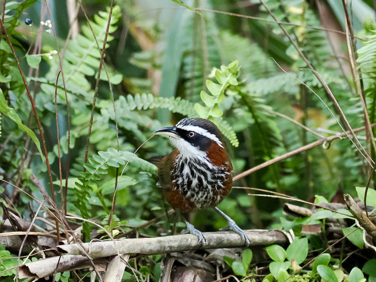 Taiwan Scimitar-Babbler - ML646385784