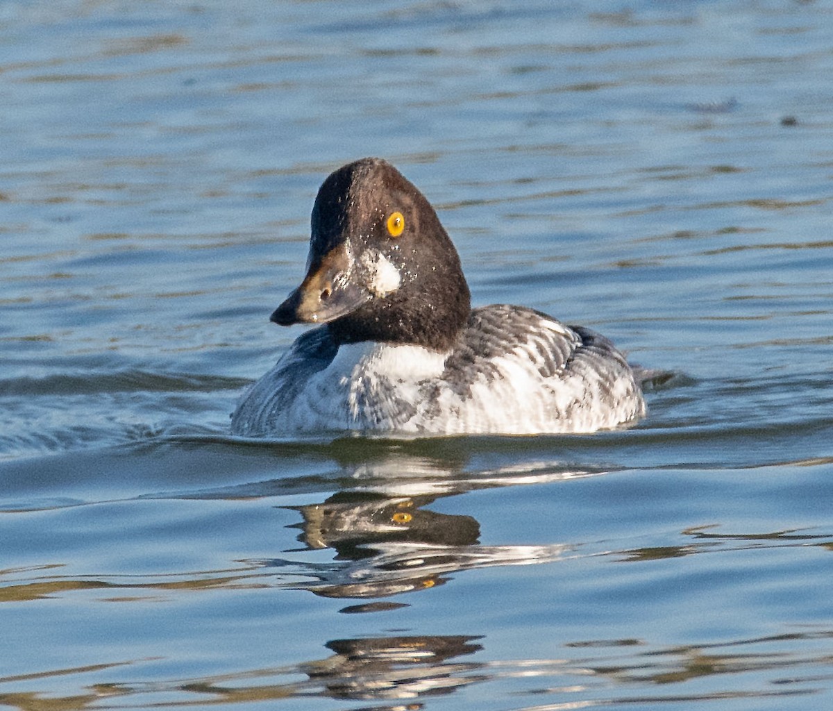Common Goldeneye - ML646385785