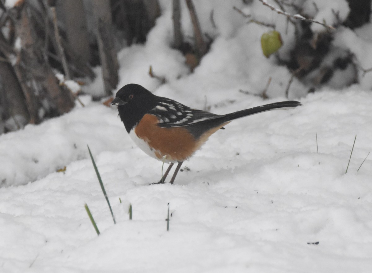 Spotted Towhee (maculatus Group) - ML646385786