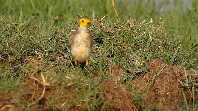 Sarı Başlı Kuyruksallayan - ML646385788