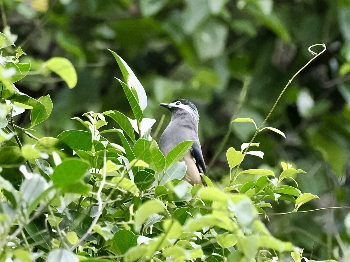 White-eared Sibia - ML646385789