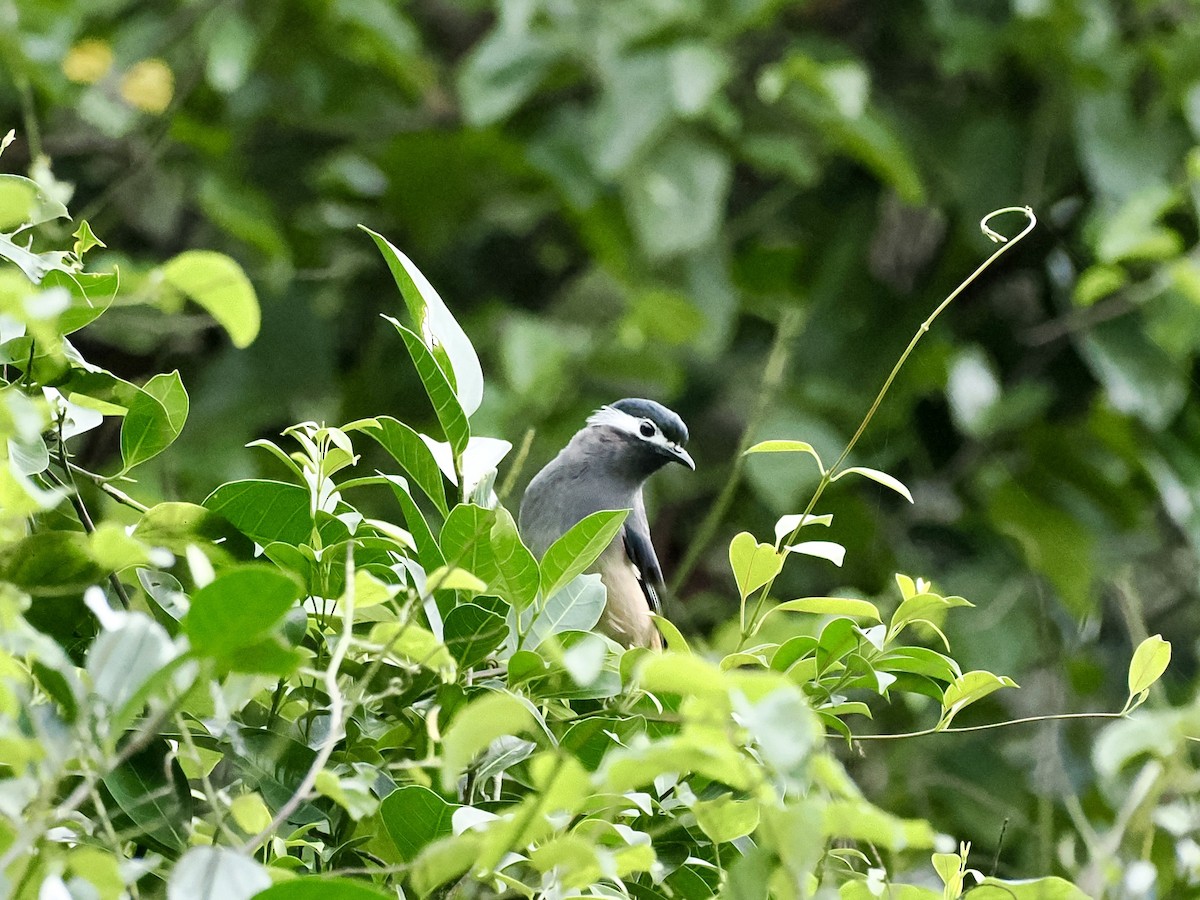 White-eared Sibia - ML646385791
