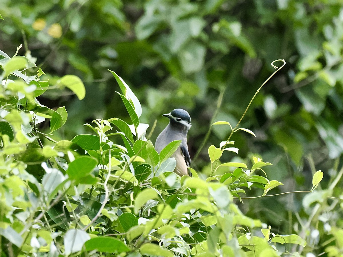 White-eared Sibia - ML646385793