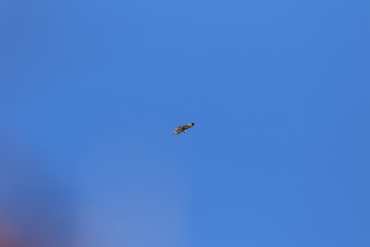 káně rudochvostá - ML646385794