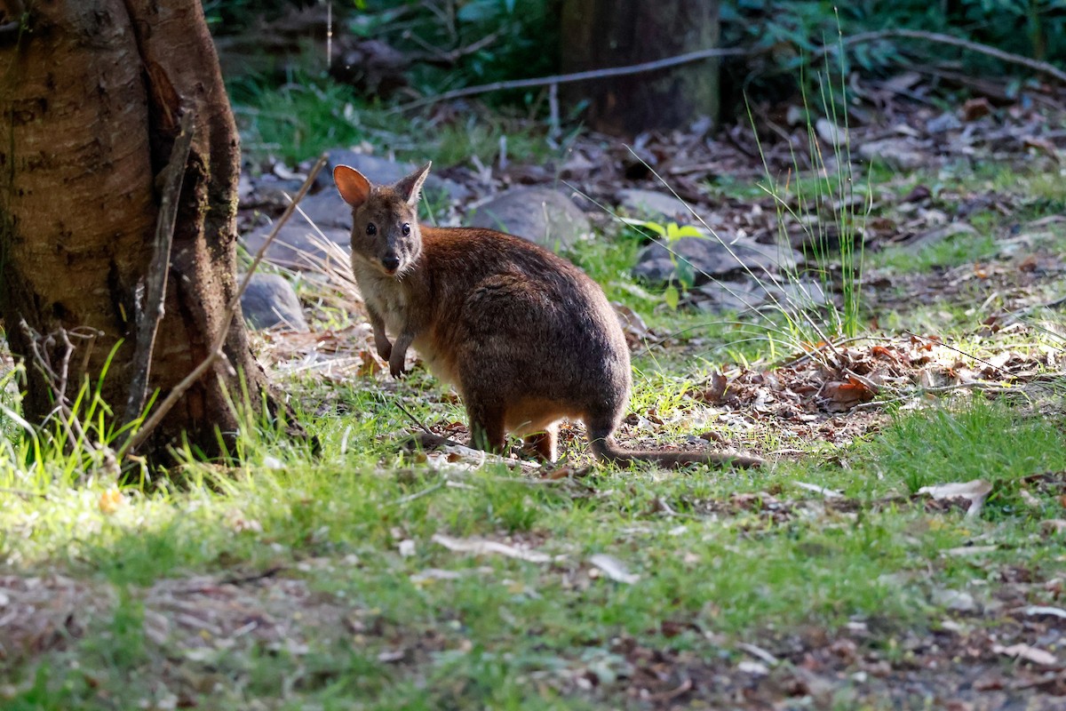 Animals - ML646385796