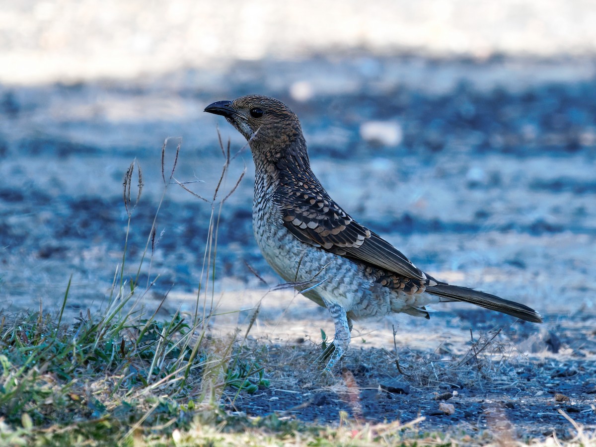 Spotted Bowerbird - ML646385797