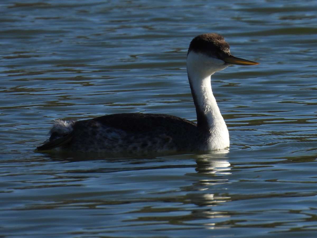 Western Grebe - ML646385799