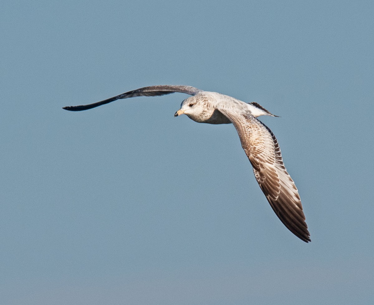 Ring-billed Gull - ML646385800
