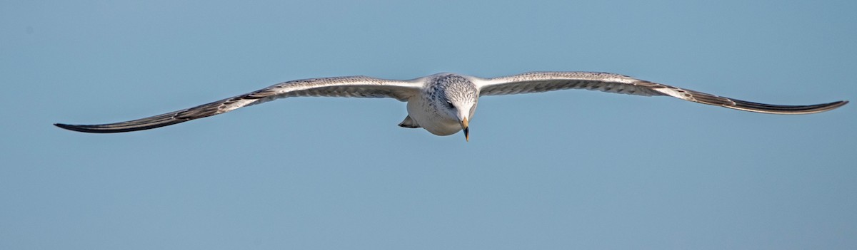 Ring-billed Gull - ML646385801