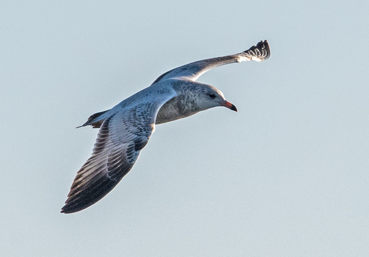 Ring-billed Gull - ML646385802
