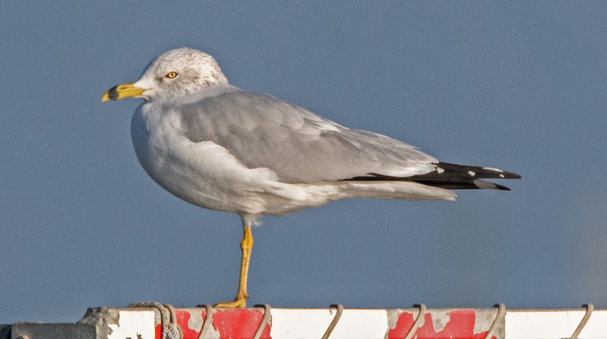 Ring-billed Gull - ML646385803