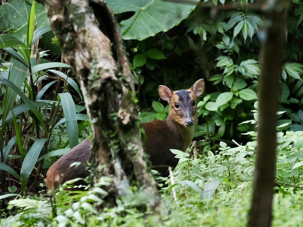 Animals - ML646385804