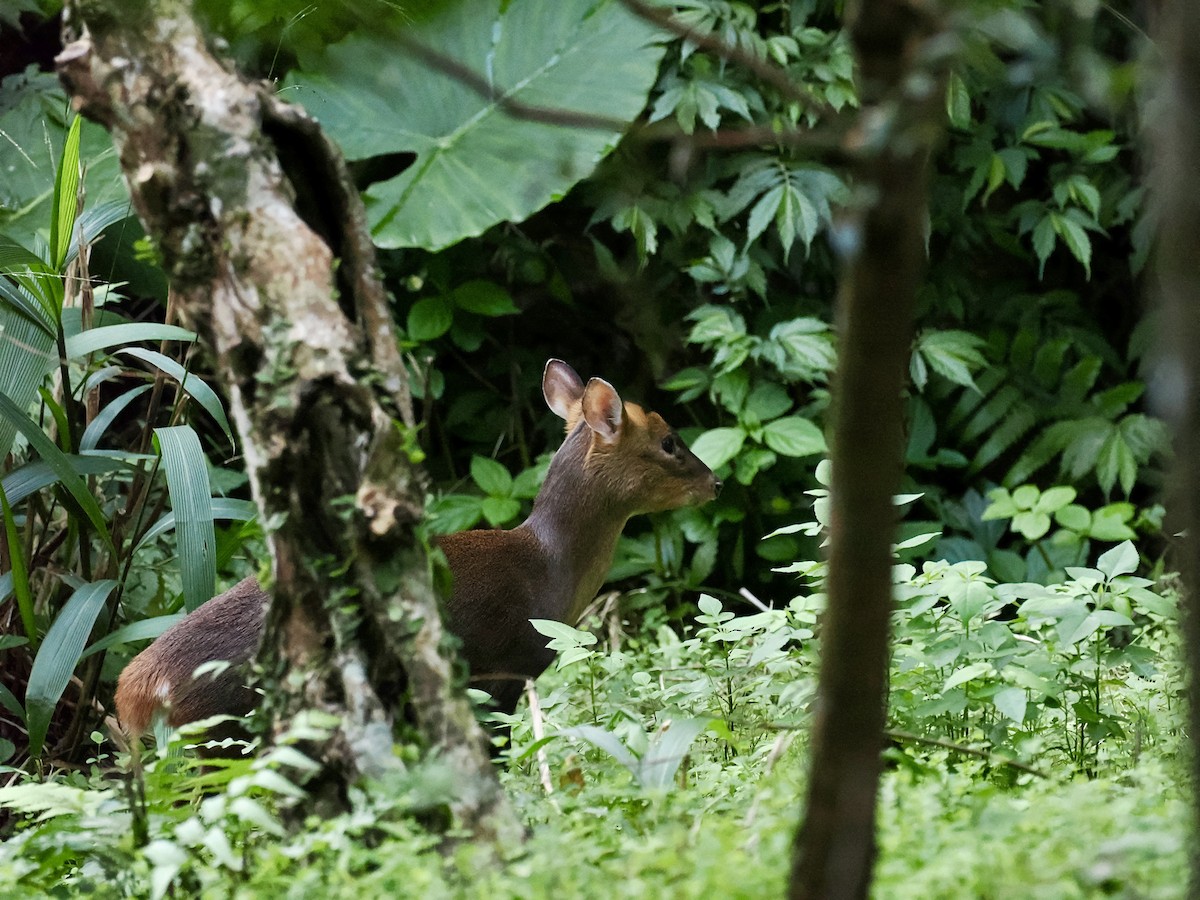 Animals - ML646385805