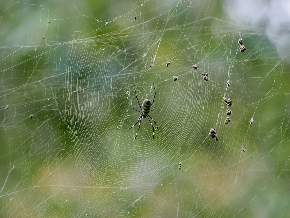 Animals - ML646385806