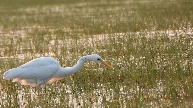 Büyük Ak Balıkçıl - ML646385811