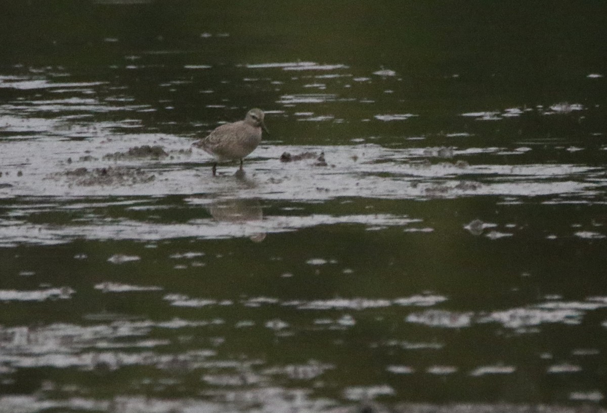 Шармаг элсэг - ML646385815