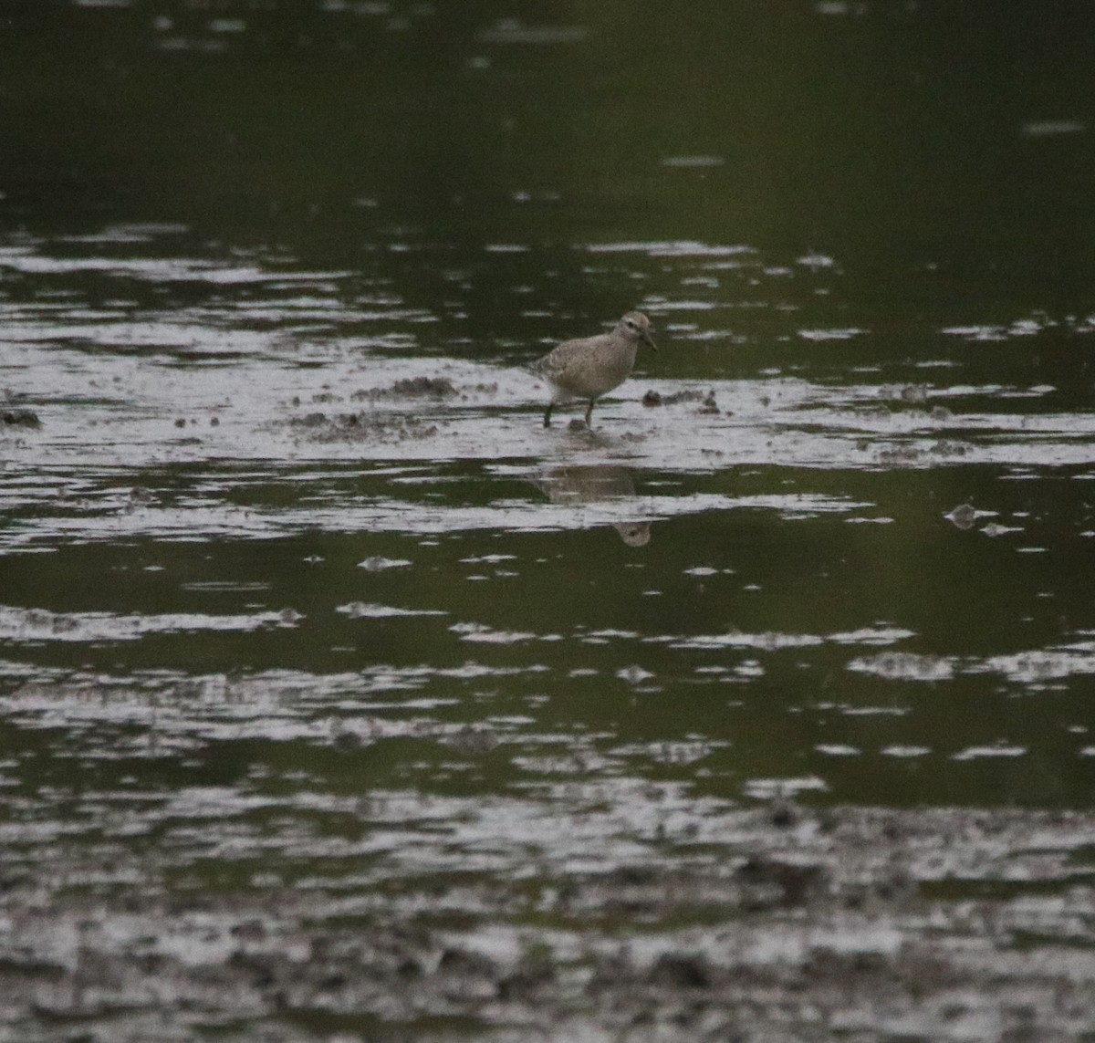 Шармаг элсэг - ML646385816