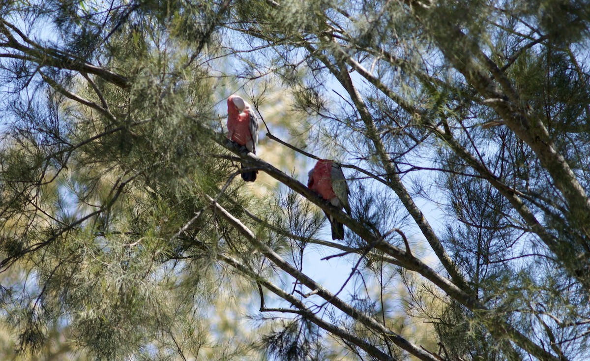 Galah - ML646385818
