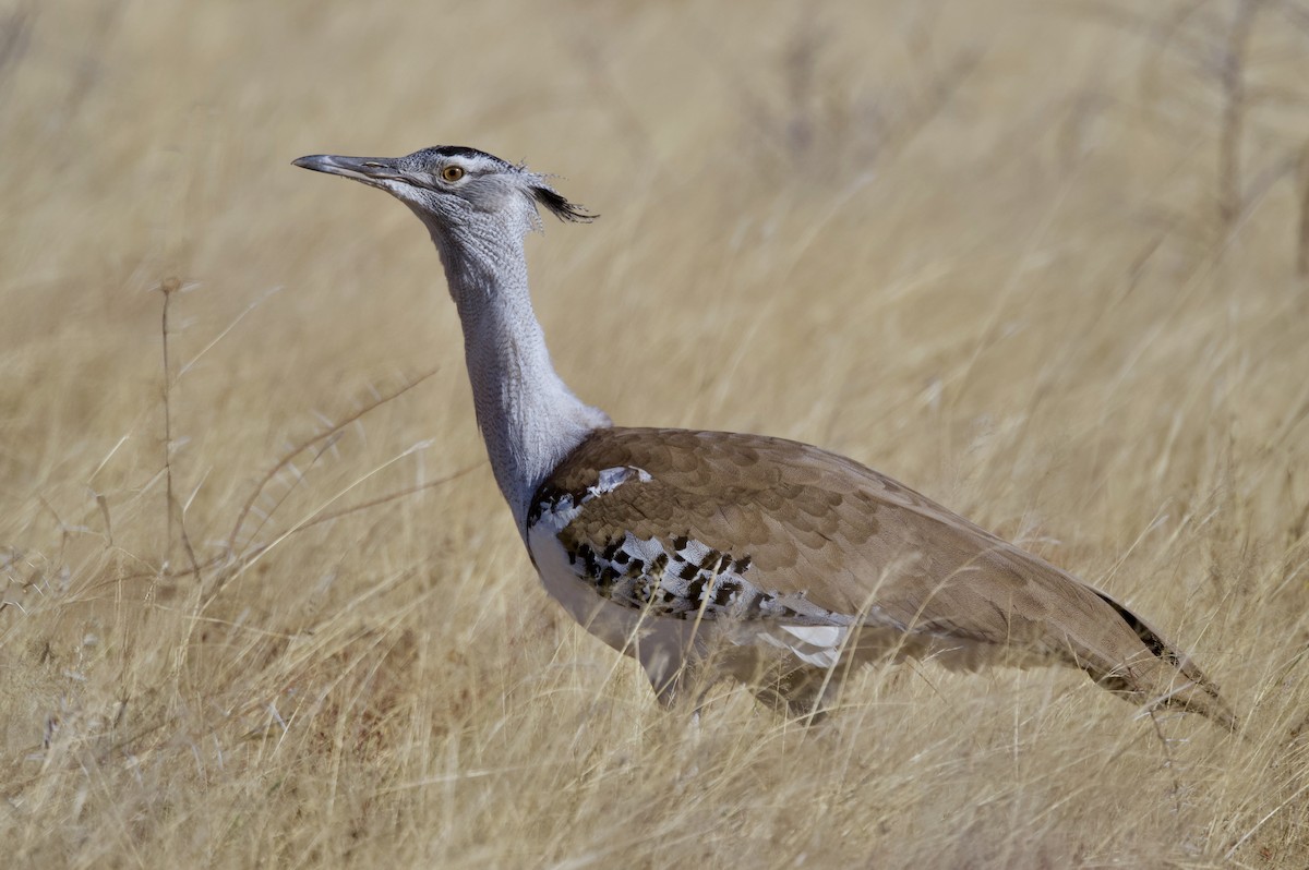 アフリカオオノガン - ML646385823