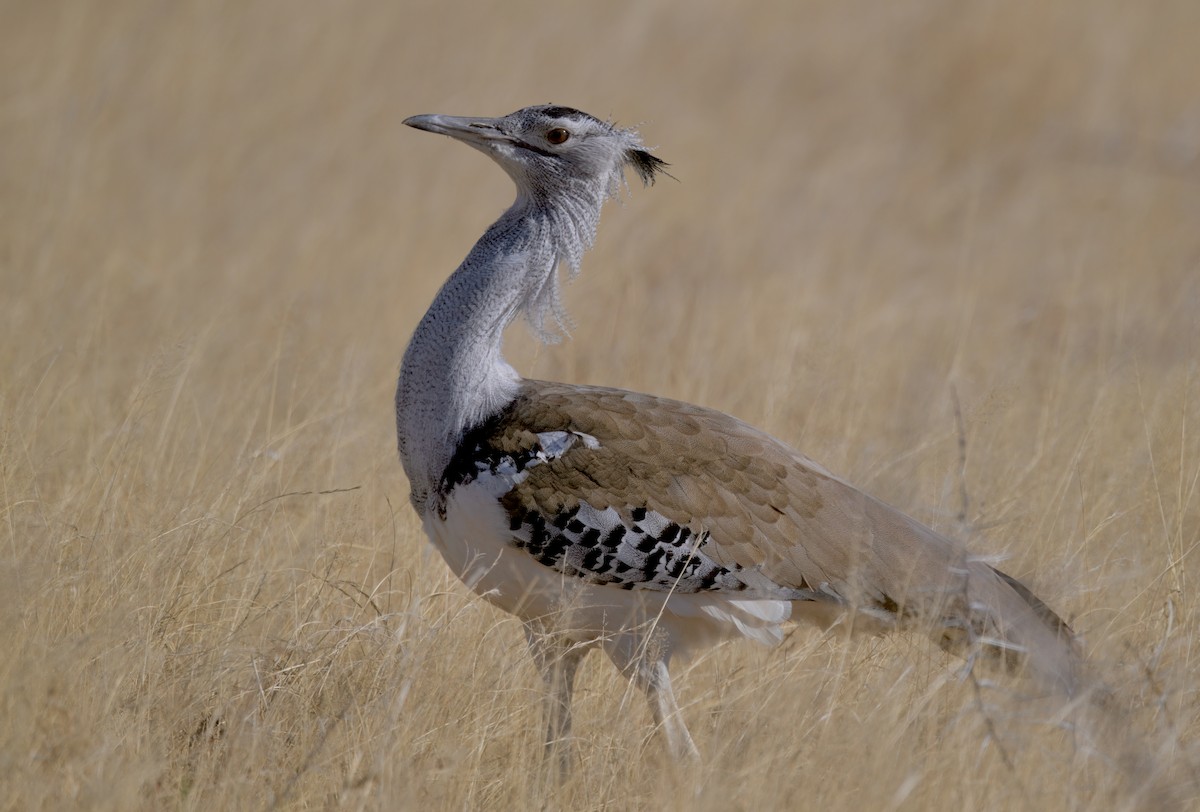 アフリカオオノガン - ML646385824