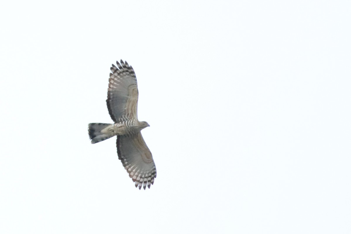 Jerdon's Baza - ML646385826