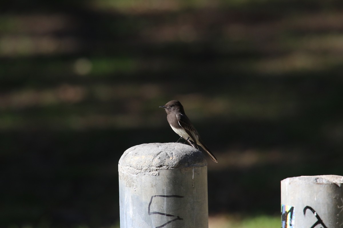 Black Phoebe - ML646385827