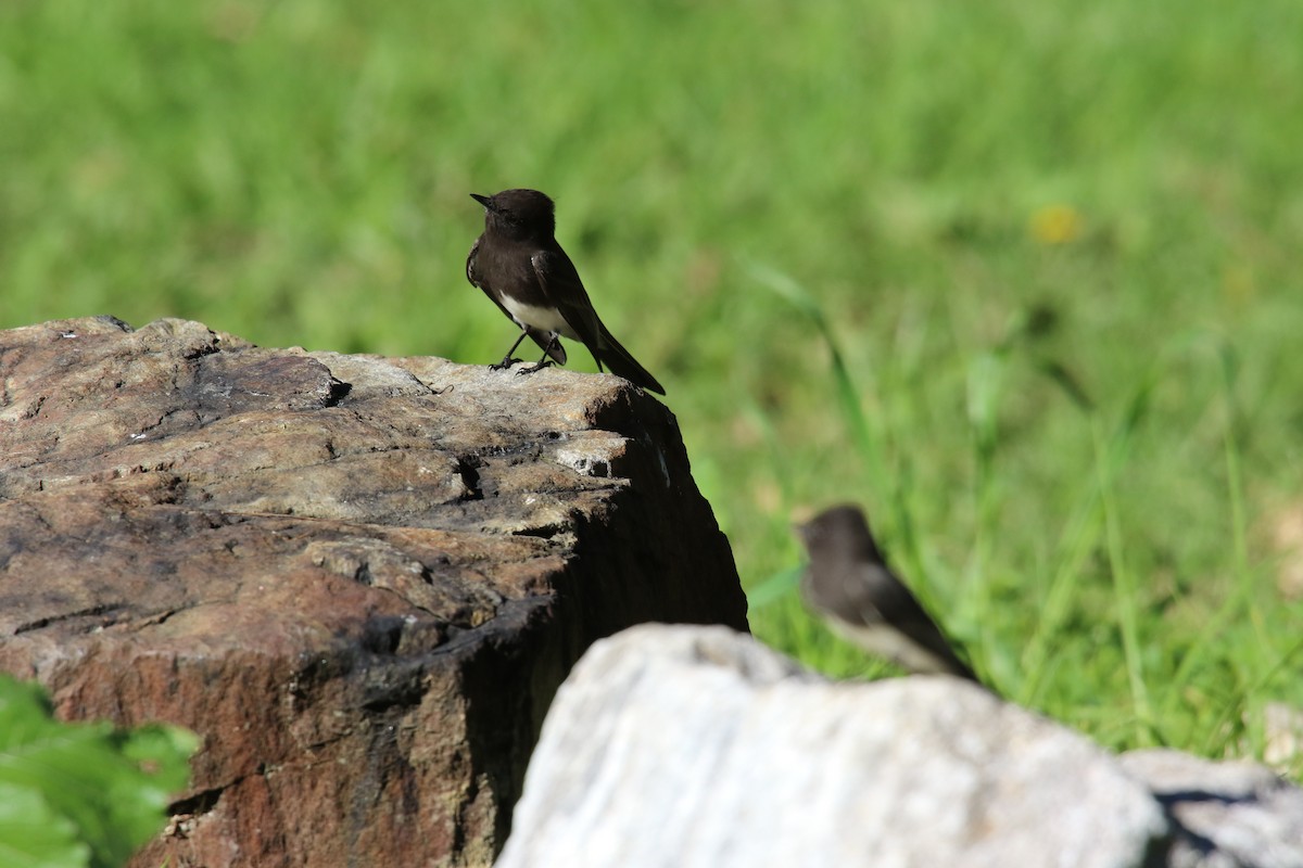 Black Phoebe - ML646385829
