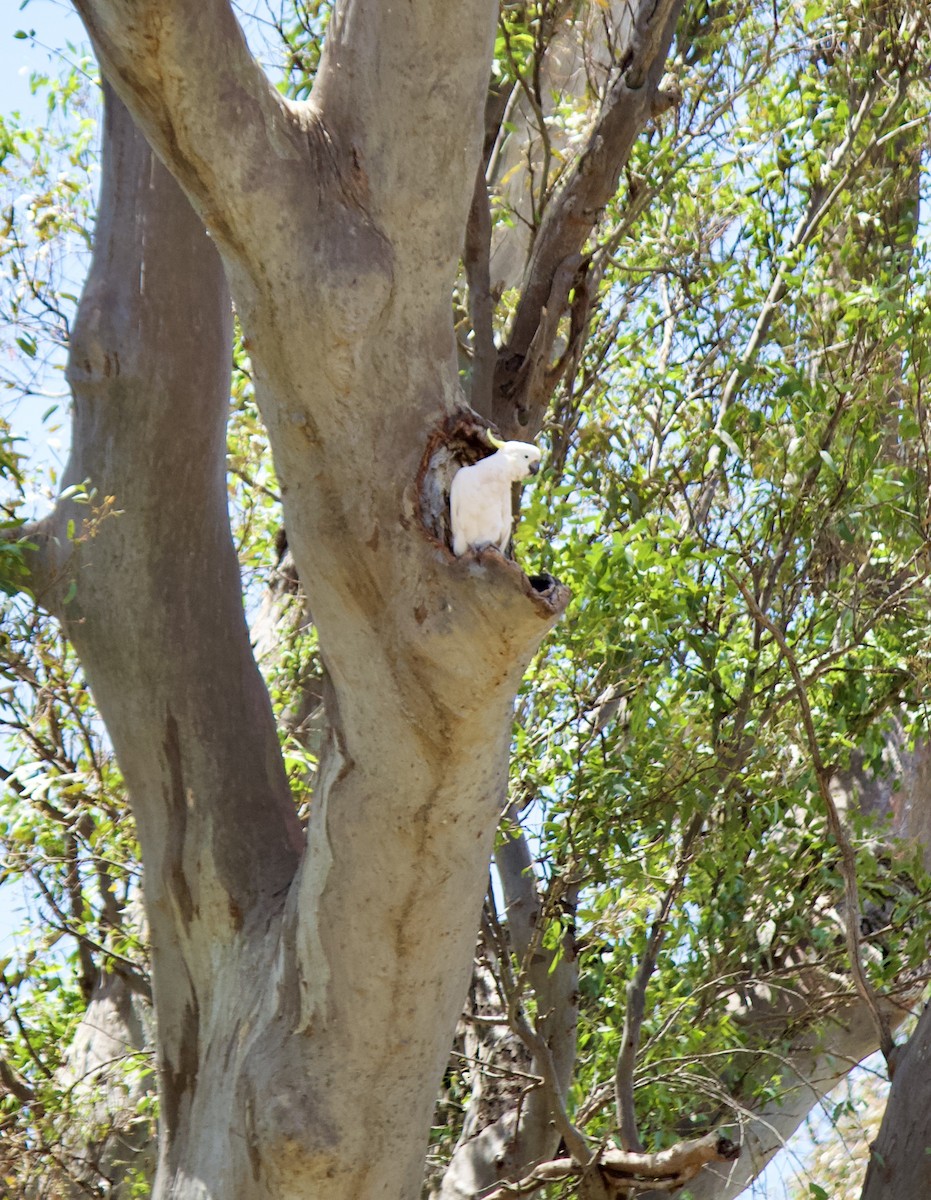 Sulphur-crested Cockatoo - ML646385830